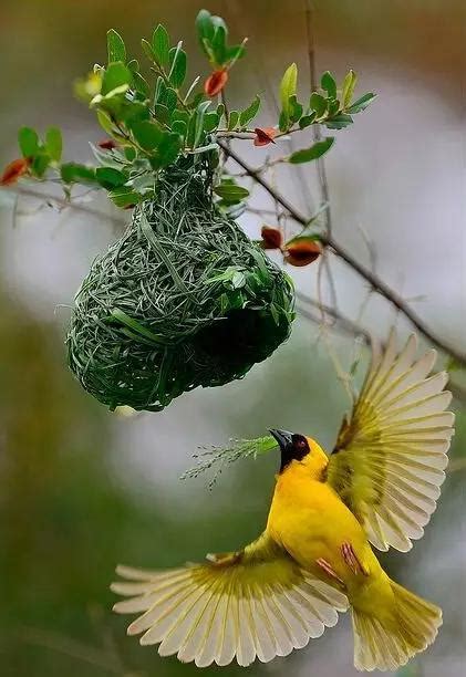 小鳥在家裡築巢 字子花
